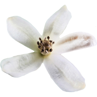 Mandarin  orange blossom