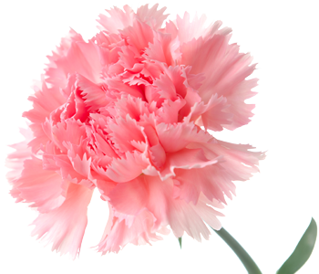 Carnation