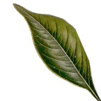 Clove leaf