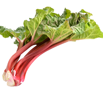 Rhubarb