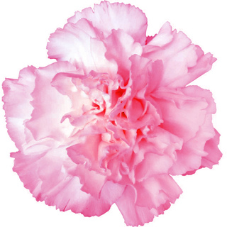 French carnation