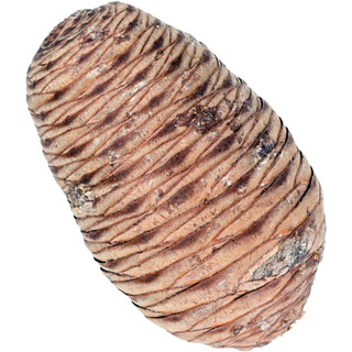 Cedar cone