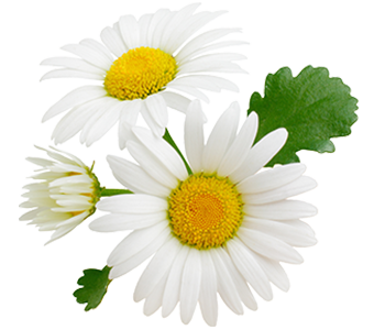 Chamomile