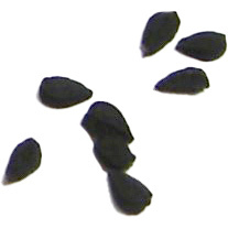 Black caraway absolute