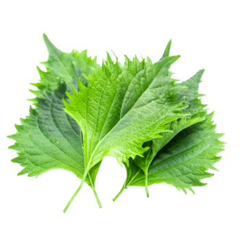 Shiso