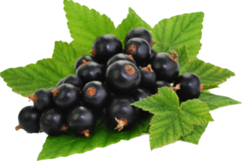 Blackcurrant