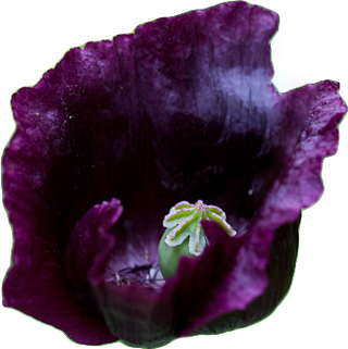 Black poppy