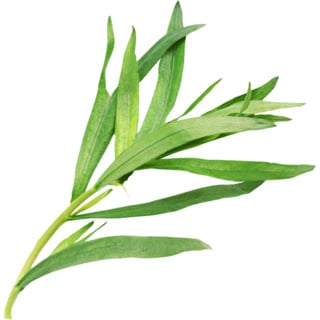 French tarragon