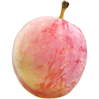 Chinese plum