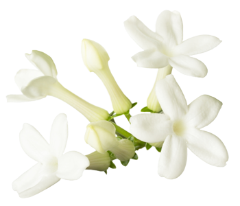 Stephanotis