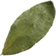 Erythroxylum coca