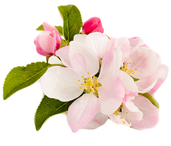 Apple blossom