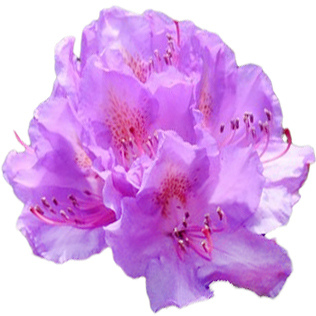 Chinese rhododendron