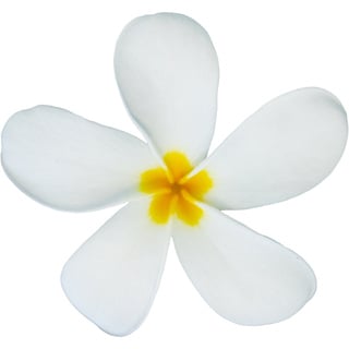 White frangipani