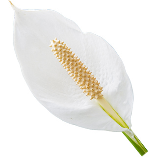 Peace lily