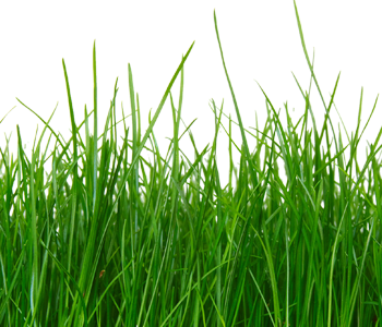 Grass