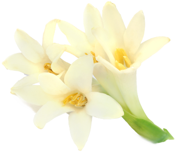 Tuberose