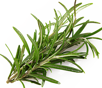 Rosemary