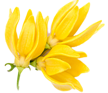 Ylang-ylang