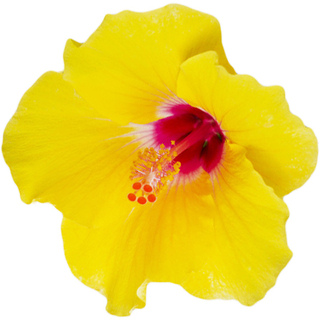 Polynesian hibiscus