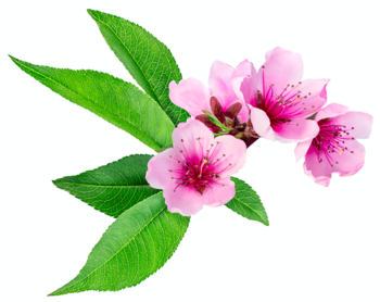 Peach blossom