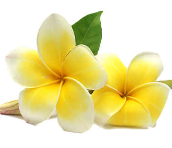 Frangipani