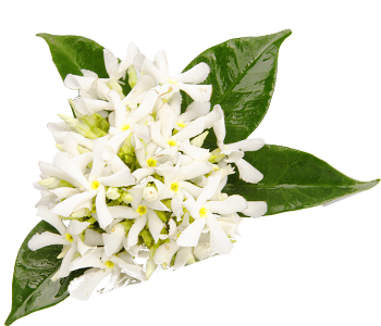 Neroli