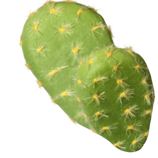 Green cactus