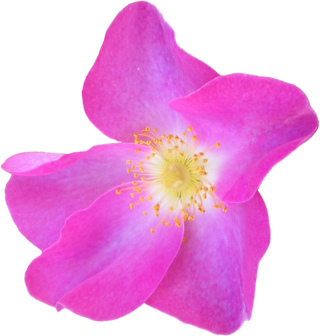 Gallic rose