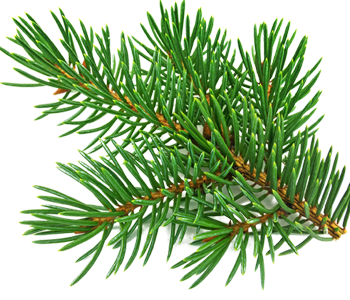 Fir