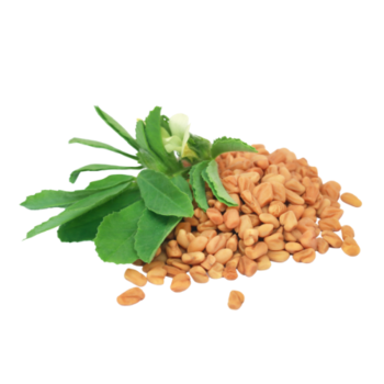Fenugreek