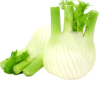 Fennel