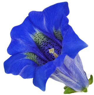 Gentiana scabra