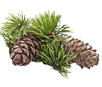 Pine