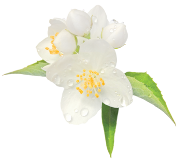 White flowers absolute