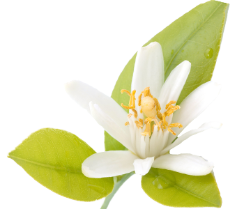 Orange blossom