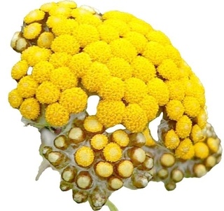 Everlasting flower absolute