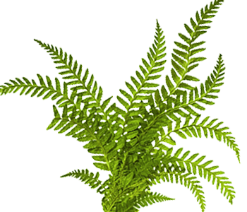 Fern