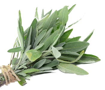 Sage