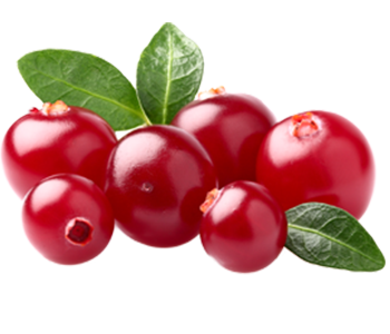 Cranberry