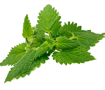 Nettle