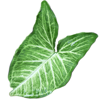 Caladium leaf