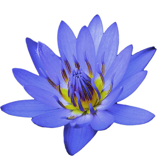 Blue lotus