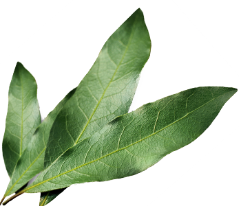 Bay leaf