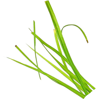Indian coco-grass