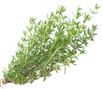 Thyme
