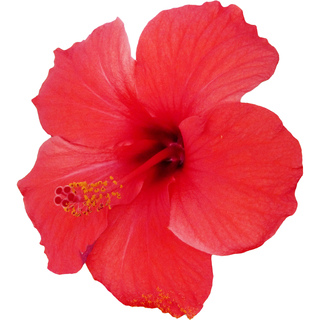 Hibiscus nectar