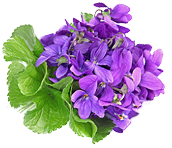 Violet leaf