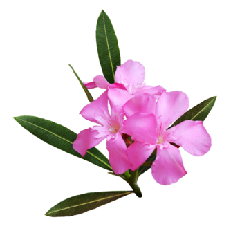 Oleander