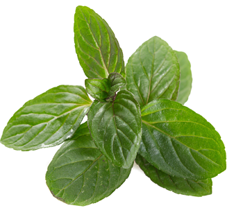 Mint